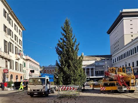 Natale A Genova Arrivato L Albero In Piazza De Ferrari Liguria Oggi