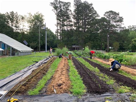 Fresh Summer Corn - Rural Studio