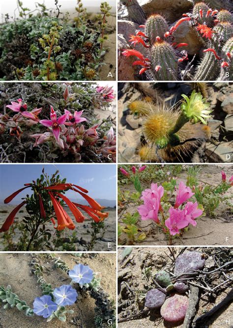 Examples Of Endemic Plants On South Coast Peru A Ambrosia Dentata B