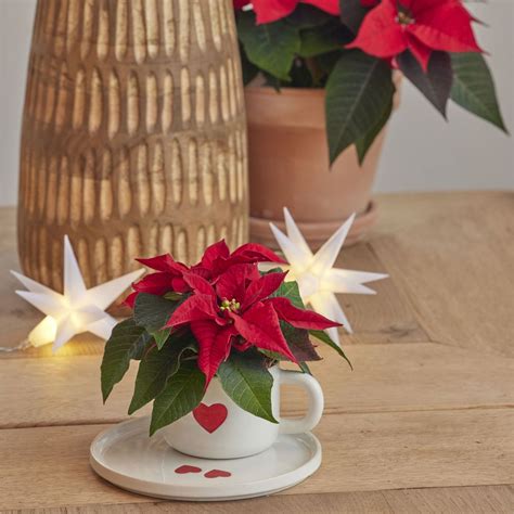 Why is my poinsettia dropping leaves? 5 common causes | Ideal Home