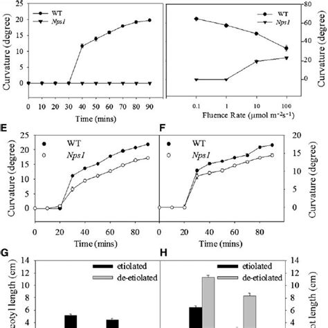 Isolation And Phenotypic Characterization Of The Nps1 Mutant A