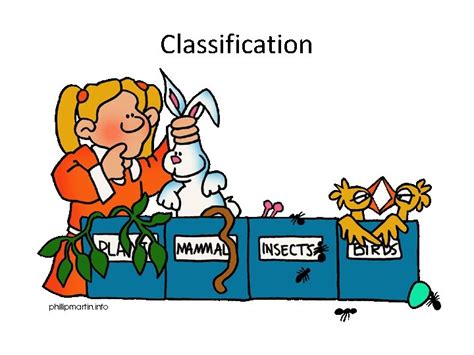 Chapter 17 Organizing Lifes Diversity Classification Classification