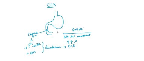 SOLVED: What is the role of cholecystokinin (CKK) in digestion? a) It ...