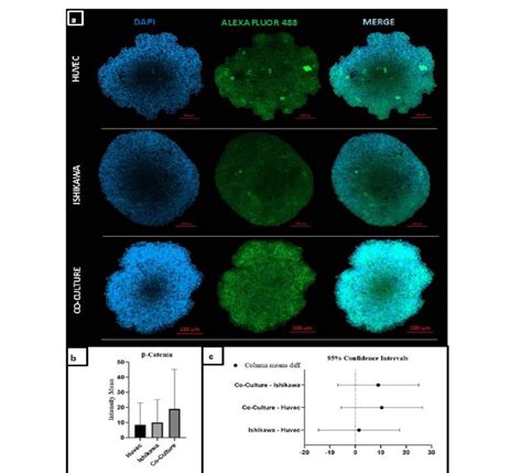 Immunofluorescence Staining Of β Catenin Performed Using Alexa Fluor