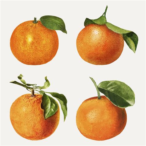 Hand Drawn Natural Fresh Oranges Premium Vector Rawpixel