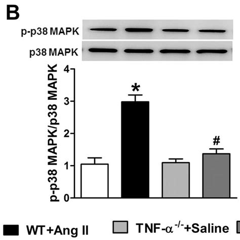 Effect of Ang II on NF κB activity and phosphorylation of p38 MAPK and