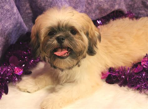 golden retriever shih tzu mix 6