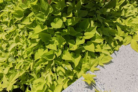 Sweet Potato Vine Plant Care And Growing Guide