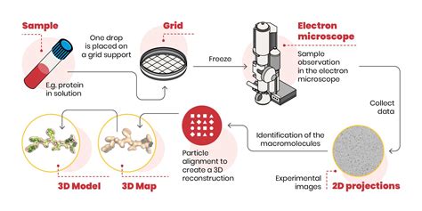 Cryo Em Small Electrons For Large Molecules