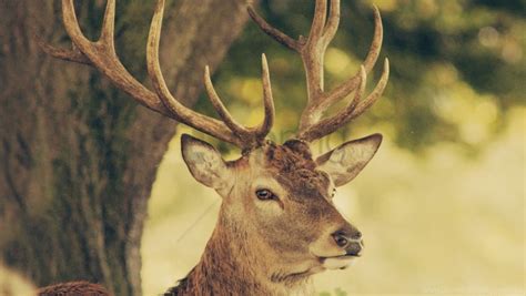 Free Download Hd Png Deer Horns Muzzle Nature Wallpaper Background