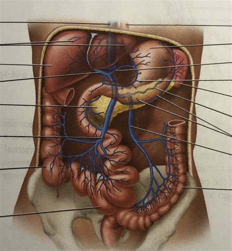 Venous Vasculature Diagram Quizlet