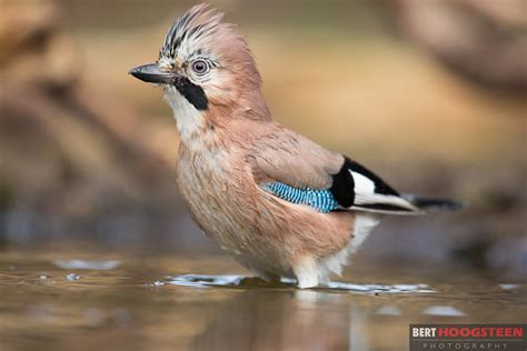 Vlaamse Gaai Garrulus Glandarius Lemelerberg B E R T H O O G S