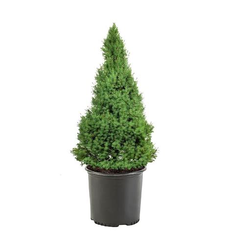 3 Gal Dwarf Alberta Spruce Shrub With Dense Green Needle Like Foliage