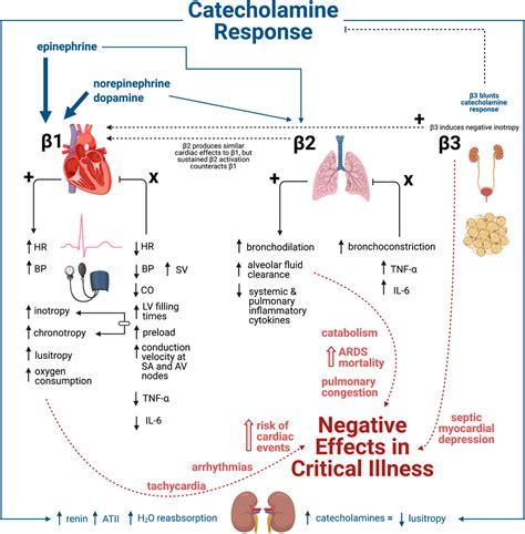 Frontiers Beta Adrenergic Blockade In Critical Illness