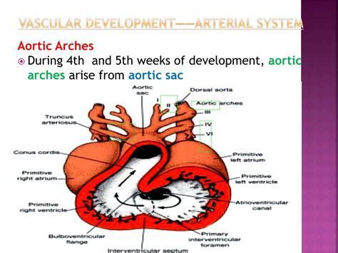 Ppt Development Of The Aortic Arches Powerpoint Presentation Free