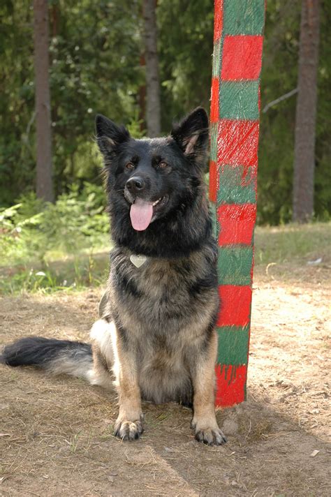 Aggressive Dog Training - Call 818-290-9411 / 818-857-8754