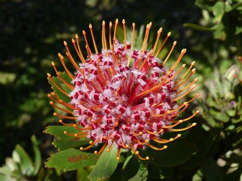 200 Free Proteas And Nature Images Pixabay