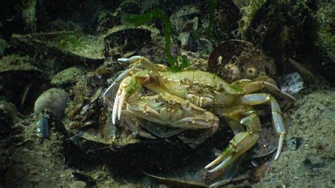 Male and Female of Green Crab Carcinus Maenas during Mating Stock Video ...