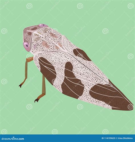Cicada Life Cycle Vector For Graphic Design,education,agricultural