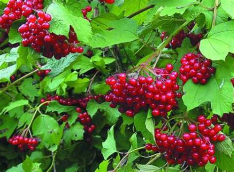 Купить Калина обыкновенная в Минске и области (15км от МКАД ...