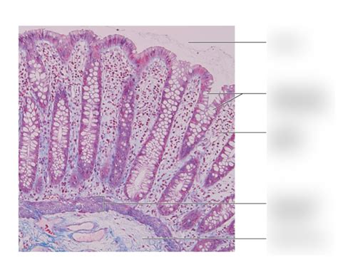 Alimentary Canal Histology Diagram Quizlet