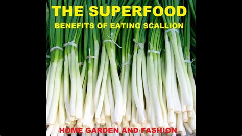 Amazing Health Benefits Of Scalliona Super Food That Grows Anywhere