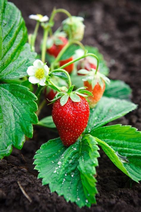 When To Renovate A Strawberry Plant - Tips For Renovating Strawberries | Gardening Know How