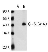 Scbt Santa Cruz Biotechnology