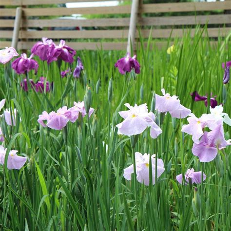 小國神社の菖蒲園が見頃よ ｜静岡県の情報サイト We Love 静岡