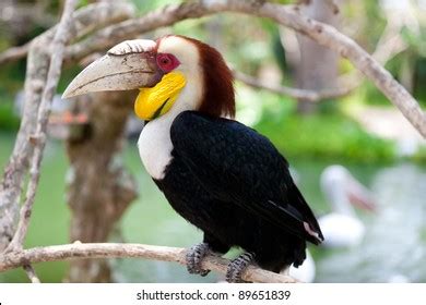 1,723 Wreathed hornbill Images, Stock Photos & Vectors | Shutterstock