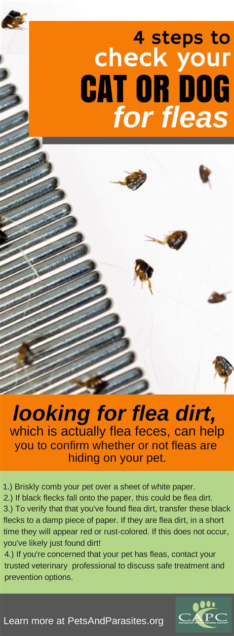 Checking cats or dogs for flea dirt can help you confirm a flea ...