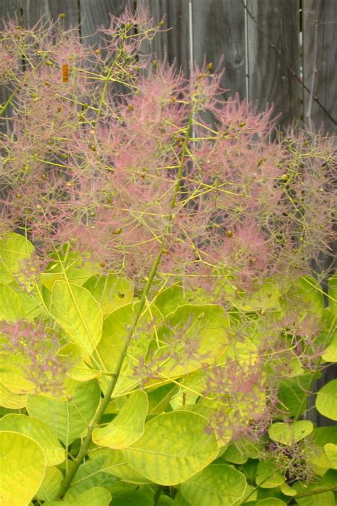 Buy Golden Spirit Smokebush Free Shipping Wilson Bros Gardens