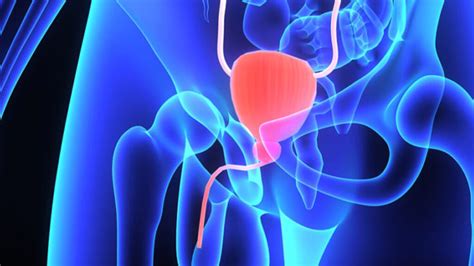 ¿qué Es La Próstata Y Cuáles Son Sus Enfermedades Más Comunes Centro