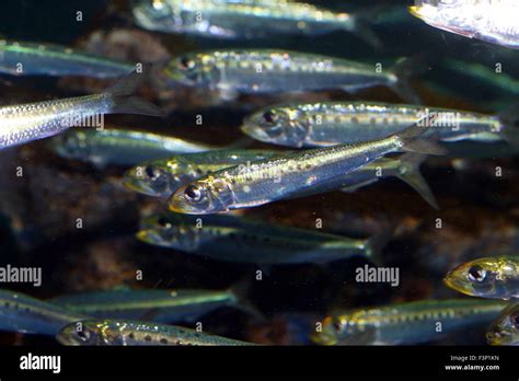 Japanese Anchovy Engraulis Japonicus In Japan Stock Photo Alamy