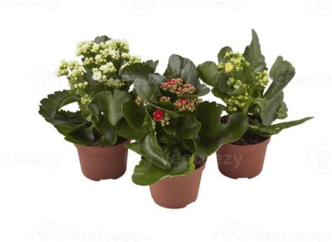 Free Kalanchoe Blumen Topfpflanzen Primel Mit Ausschnitt Isoliert Auf