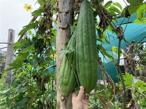 El Zacate De Lufa El Estropajo Tradicional Mexicano Bueno Bonito Y