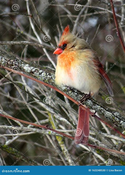 Female Northern Cardinal in Winter Stock Photo - Image of northern ...