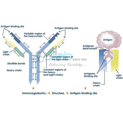 Immunoglobulin Structure and Functions Model India, Albania (Tirane), Algeria (Algiers), Andorra ...