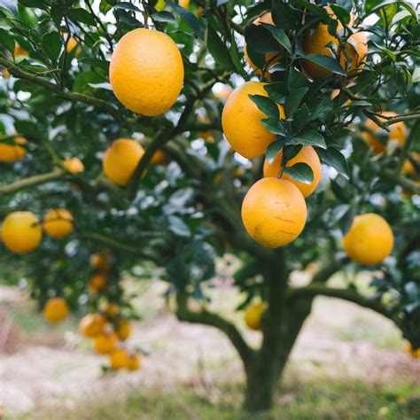 Parent Washington Navel Orange Tree Stark Bros