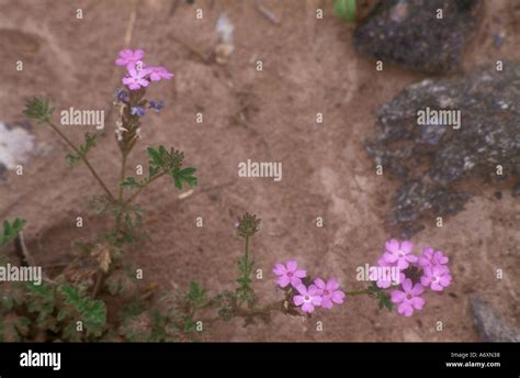 Desert plants from western Argentina Stock Photo - Alamy