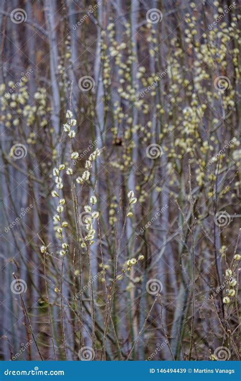 Naked Tree Branches In Early Spring With No Leaves On Grey Day Stock Image Image Of Early