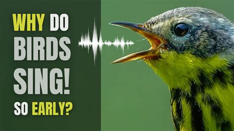 Why Do Birds Sing So Darn Early Youtube