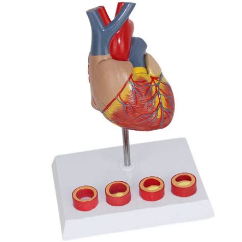 Buy Life Size Human Heart Model Educational Heart Anatomical Model