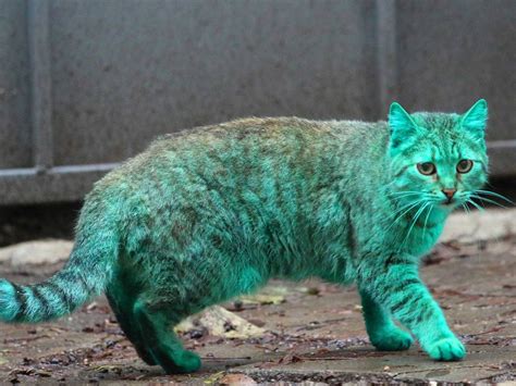 Mystery of Bulgaria’s green cat finally explained – City World News