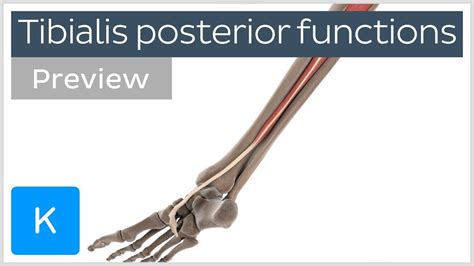 Functions Of The Tibialis Posterior Muscle Preview 3d Human Anatomy