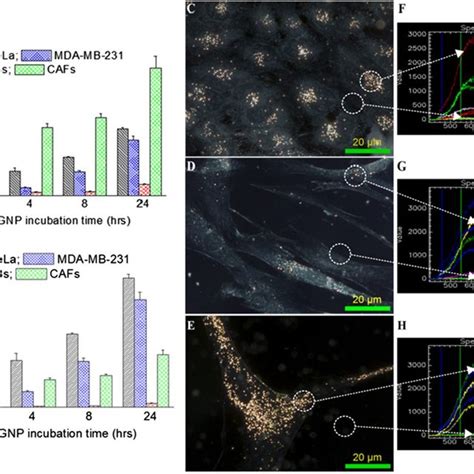 Quantitative And Qualitative Analysis Of Cellular Uptake Of Gnp Peg Rgd