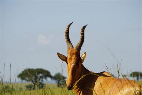 The Jackson S Hartebeest In Uganda Pamoja Tours And Travel