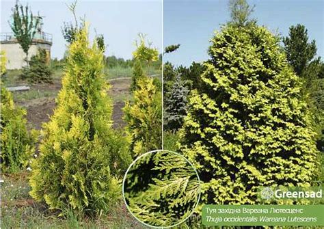 Туя западная вареана (thuja occidentalis wareana)