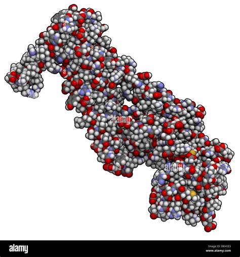 Human cardiac troponin core domain, chemical structure. Troponin is a ...