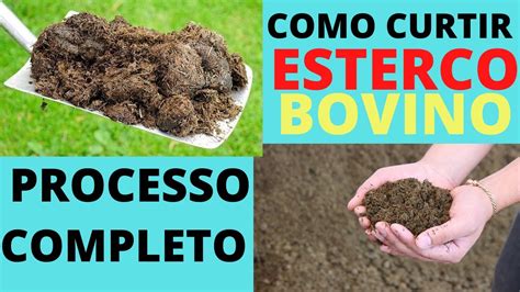 Como Curtir O Esterco Bovino Processo Completo Youtube